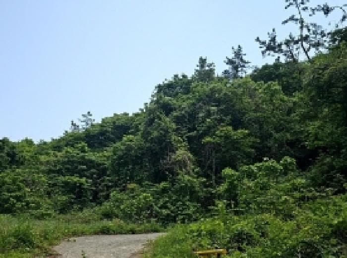 전라남도 진도군 진도읍 포산리 1755-11