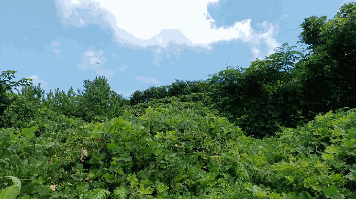 전라남도 완도군 청산면 동촌리 산91
