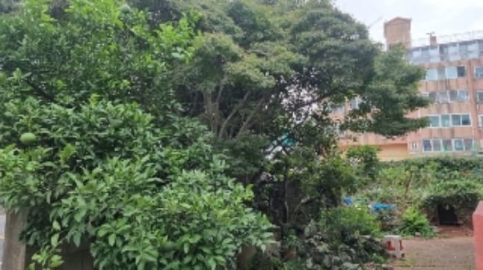 제주특별자치도 제주시 삼봉로 346