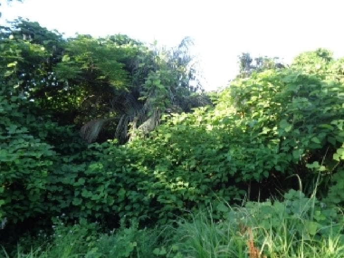 제주특별자치도 서귀포시 강정동 3385