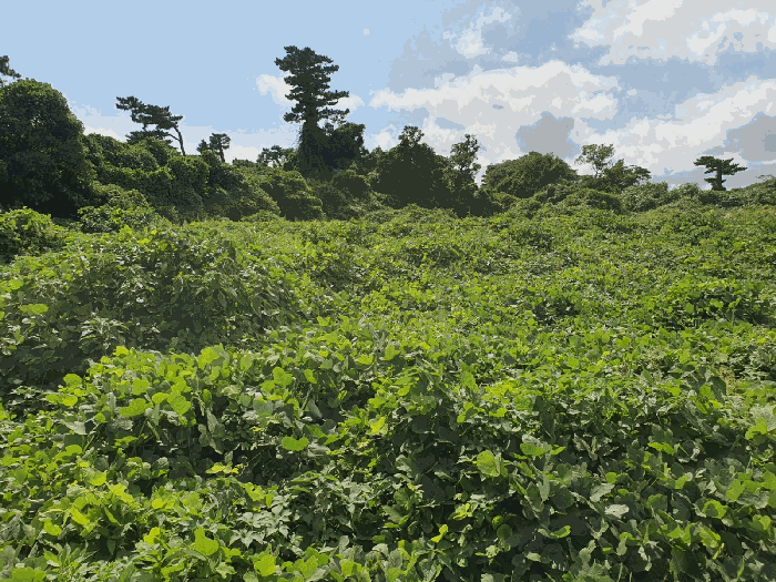 제주특별자치도 서귀포시 성산읍 시흥리 496
